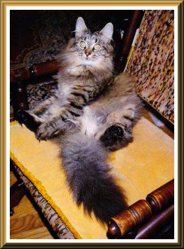 image of Boykin Maine Coon Cat